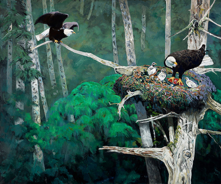 Eagles,nesting,eaglets, Feeding Old tree,
