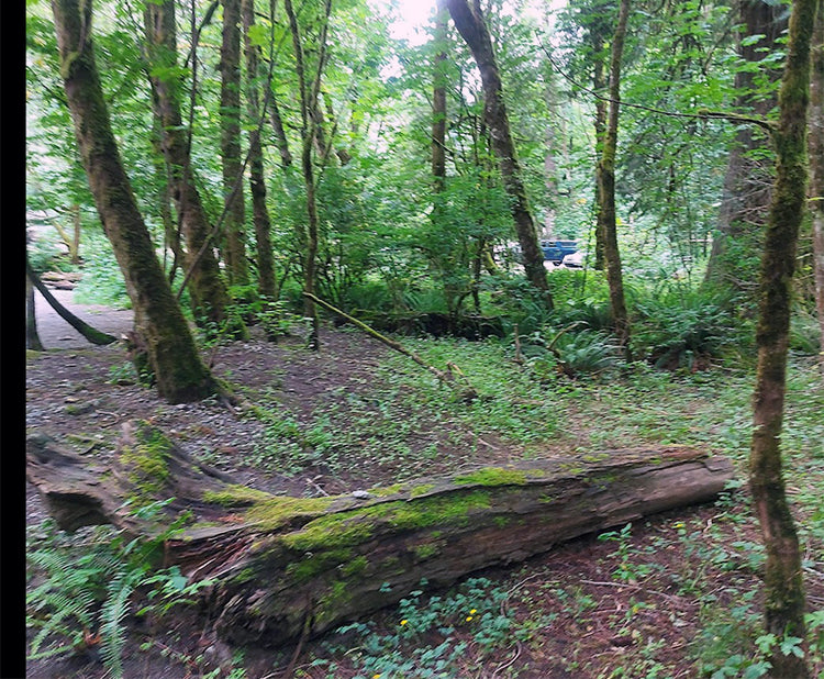 Class Spring Art on TheEdge Rural Shirley