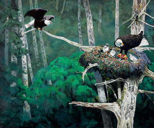 Eagle nest_eaglets,_Feeding parents_Rainforest