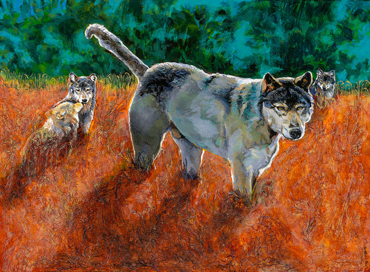 Wolf facing Intruder Other wolves in Background , Orange grass, Texture